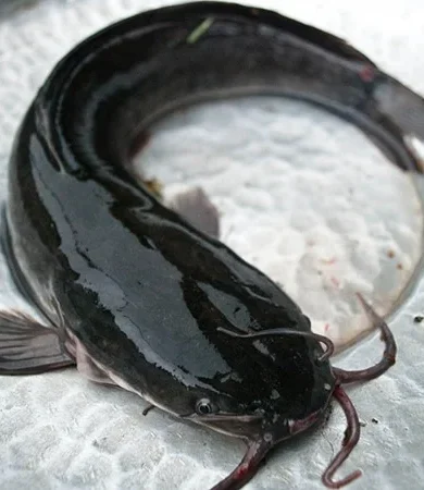 CATFISH