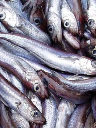 Fresh Panla (Hake) Fish 1 kg