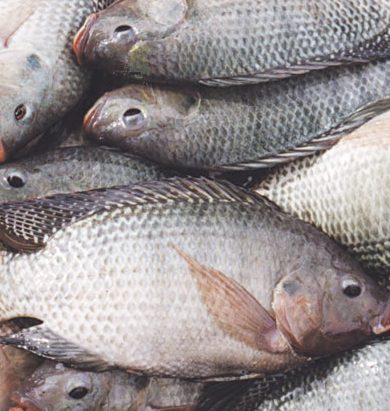 Tilapia Fish 1kg
