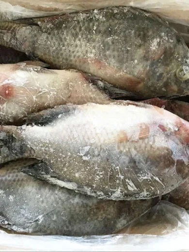 Tilapia Fish 10kg